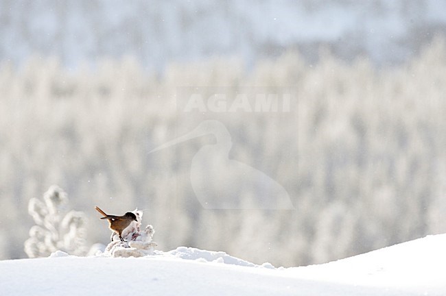 Taigagaai rustend op een prooi van een Steenarend; Siberian Jay resting on its eagle's prey stock-image by Agami/Marc Guyt,