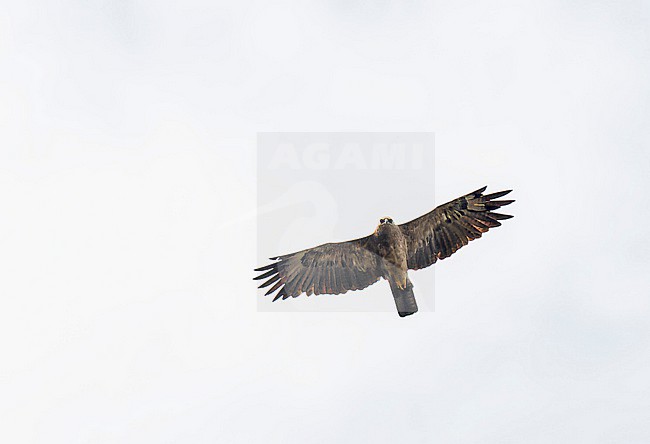 Wahlberg's eagle (Hieraaetus wahlbergi) in flight in Uganda. stock-image by Agami/Dani Lopez-Velasco,