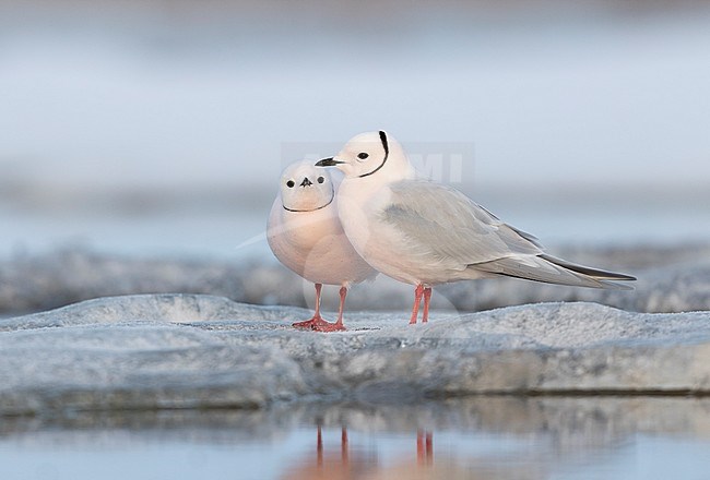 Adult summer plumaged Ross's Gull (Rhodostethia rosea) at Barrow, Alaska, United States stock-image by Agami/Dubi Shapiro,