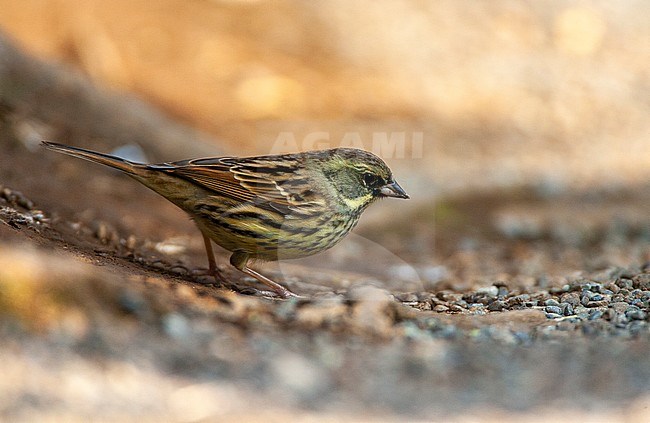 Wintering Masked Bunting (Emberiza personata) in a citypark in Tokyo, Japan. Also known as Schoeniclus personata. Standing on the ground. stock-image by Agami/Marc Guyt,