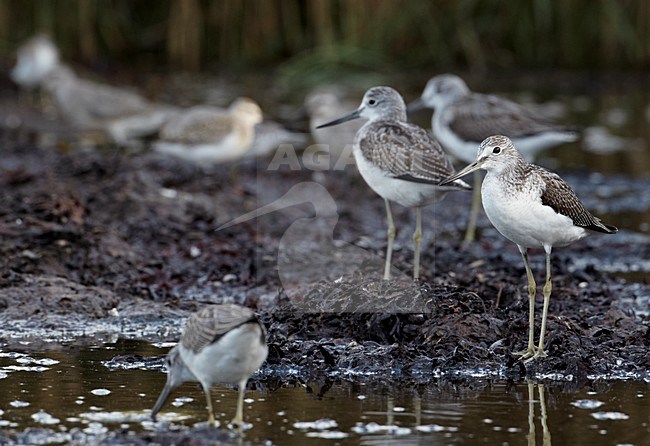 Juveniele Groenpootruiter; Juvenile Greenshank stock-image by Agami/Markus Varesvuo,