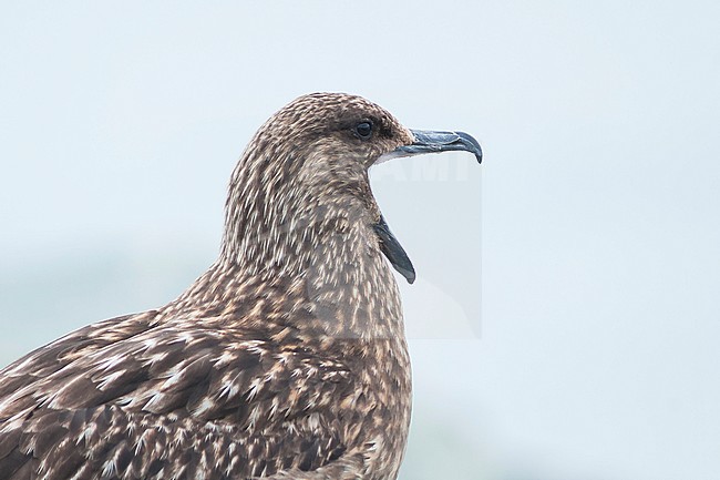 Great Skua - Skua - Catharacta skua, Iceland, adult stock-image by Agami/Ralph Martin,