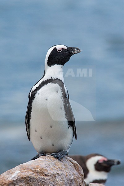 ZwartvoetpinguÃ¯n, Jackass Penguin stock-image by Agami/Wil Leurs,
