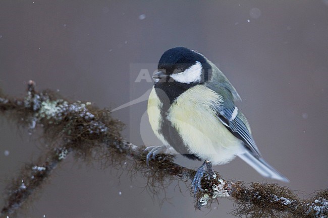 Great Tit - Kohlmeise - Parus major ssp. major, Finland, adult male stock-image by Agami/Ralph Martin,