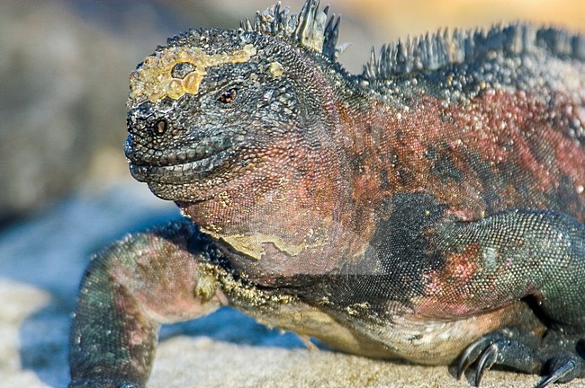 Marine Iguana, Zeeleguaan, Amblyrhynctus cristatus stock-image by Agami/Rob Riemer,