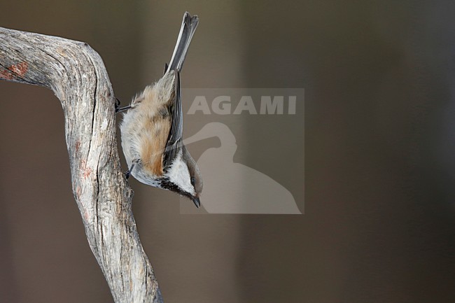 bruinkopmees op een stronk; Gray-headed Chickadee on a stump stock-image by Agami/Chris van Rijswijk,