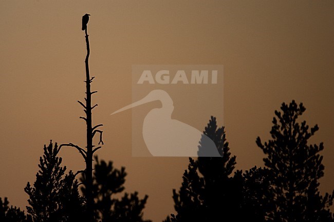Raaf silhouet in dode boom; Common Raven in dead tree, silhouet stock-image by Agami/Menno van Duijn,