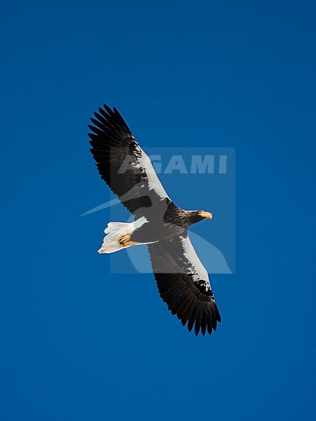 Stellers Sea-eagle (Haliaeetus pelagicus) off Rausu, Japan stock-image by Agami/Marc Guyt,