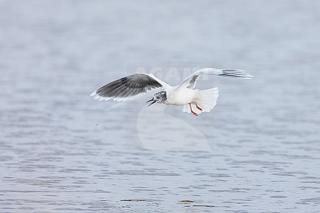  stock-image by Agami/Menno van Duijn,