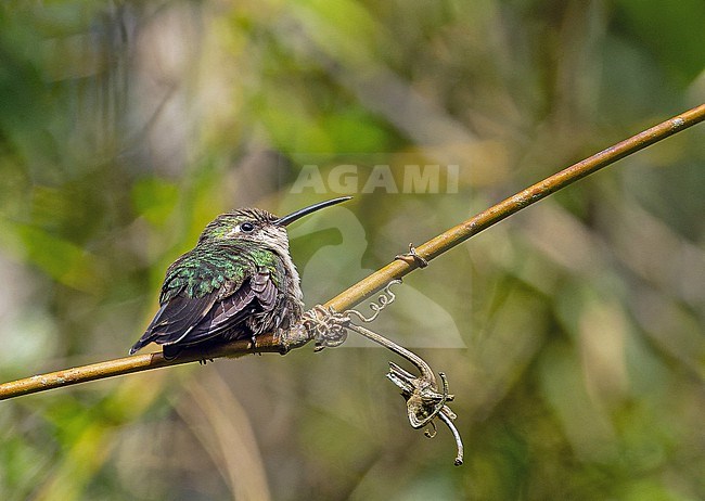 Hispaniolan Emerald (Riccordia swainsonii) in the Dominican Republic. stock-image by Agami/Pete Morris,