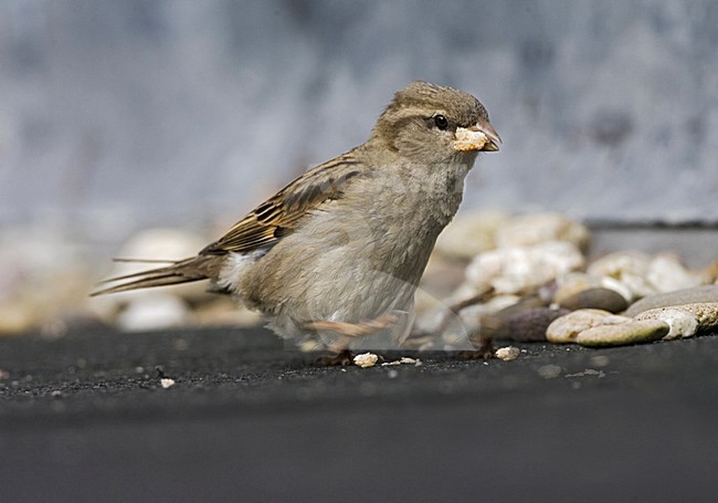 House Sparrow; Huismus stock-image by Agami/Marc Guyt,