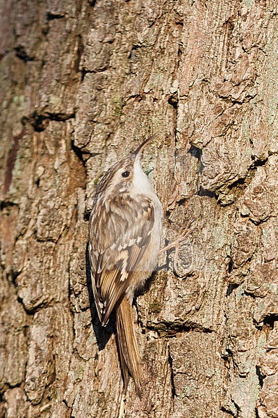 Short-toed Treecreeper - Gartenbaumläufer - Certhia brachydactyla ssp. brachydactyla, Germany stock-image by Agami/Ralph Martin,