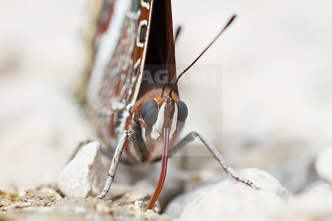 Charaxes jasius - Two-tailed Pasha - Erdbeerbaumfalter, Bosnia-Herzegowina, imago stock-image by Agami/Ralph Martin,