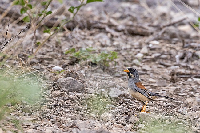 Buff-bridled Inca Finch (Incaspiza laeta) in northern Peru. stock-image by Agami/Pete Morris,