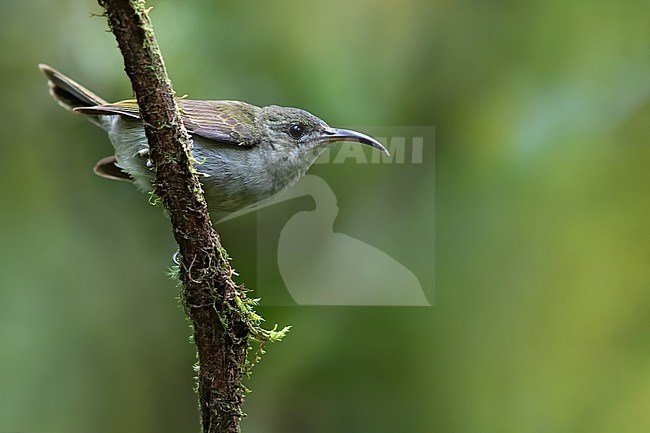 Olive Sunbird (Cyanomitra olivacea) perched on a branch in a rainforest in Equatorial Guinea. Also known as Western Olive Sunbird (Cyanomitra obscura) stock-image by Agami/Dubi Shapiro,