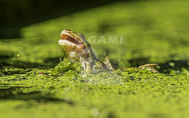 Green frog unknown, (Pelophylax spec.) with tongue out an caught prey (fly) stock-image by Agami/Lennart Verheuvel,