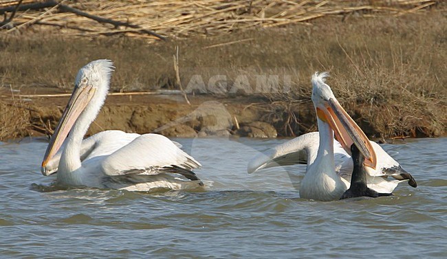 Kroeskoppelikaan vechtend met aalscholver, Dalmatian Pelican fighting with cormorant stock-image by Agami/Bill Baston,