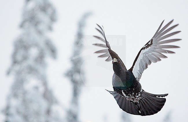 Capercaillie (Tetrao urogallus) Kuusamo Finland Januaryary 2013 stock-image by Agami/Markus Varesvuo,