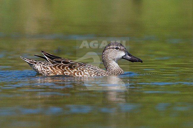 Blue-winged Teal (Anas discors) swimming in Houston, Texas, USA. stock-image by Agami/Glenn Bartley,