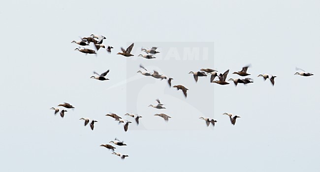 Eiders in de vlucht; Common Eiders in flight stock-image by Agami/Markus Varesvuo,