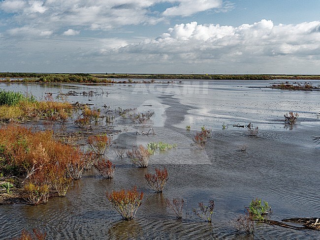 Mud flats in fall colours Marker Wadden stock-image by Agami/Rob Riemer,