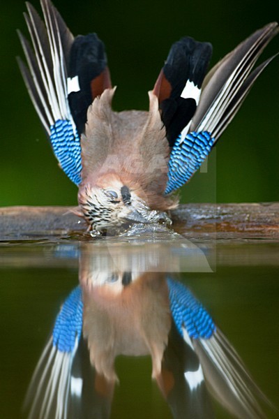 Badderende Gaai; Eurasian Jay bathing stock-image by Agami/Marc Guyt,
