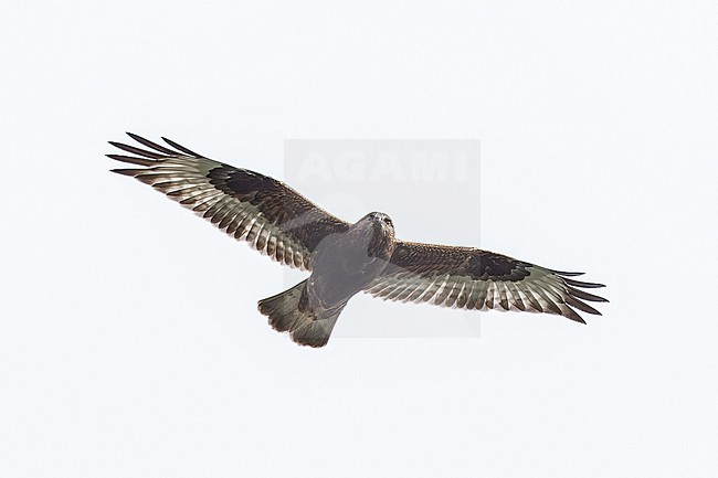 Rough-legged Hawk (Buteo lagopus sanctijohannis) flying over Pico, Corvo, Corvo, Azores, Portugal. stock-image by Agami/Vincent Legrand,