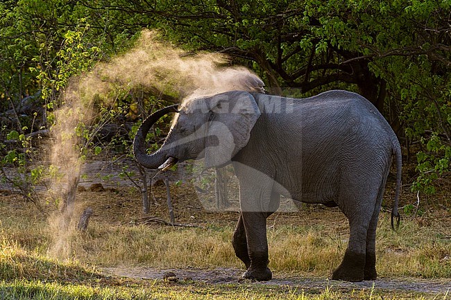 An African elephant, Loxodonta africana, taking a dust bath in Okavango Delta's Khwai concession. Botswana. stock-image by Agami/Sergio Pitamitz,