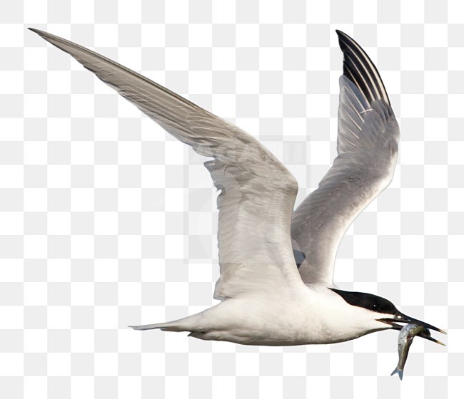 Flying Sandwich Tern (Sterna sandvicensis) with a fish in it's beak on Texel, Netherlands. stock-image by Agami/Marc Guyt,