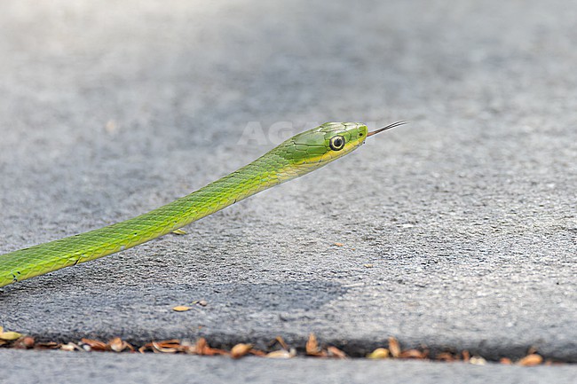 The rough green snake (Opheodrys aestivus) is docile, often allowing close approach by humans, and rarely bites. Even when bites occur, they have no venom and are harmless. stock-image by Agami/Jacob Garvelink,