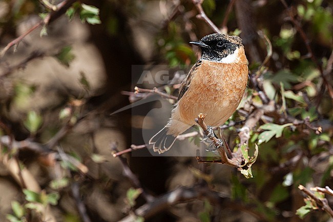 Siberian Stonechat, Aziatische Roodborsttapuit, Saxicola maurus stock-image by Agami/Arend Wassink,