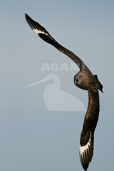 Grote Jager in de vlucht; Great Skua in flight stock-image by Agami/Menno van Duijn,