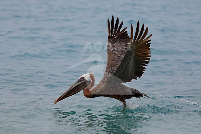 vliegende bruine pelikaan; flying Brown Pelican stock-image by Agami/Chris van Rijswijk,