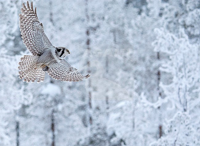 Northern Hawk Owl (Surnia ulula) during cold winter in Kuusamo, Finland. stock-image by Agami/Marc Guyt,