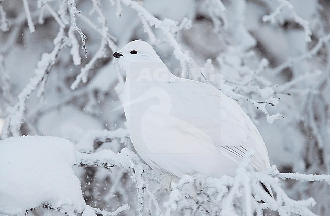 Vrouwtje Moerassneeuwhoen in de sneeuw, Female Willow Ptarmigan in snow stock-image by Agami/Markus Varesvuo,