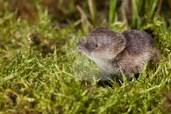 Bosspitsmuis, Common Shrew stock-image by Agami/Theo Douma,