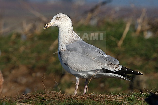 Third-winter European Herring Gull (Larus argentatus) during late winter on Ouessant Island in France. Side view of bird standing on grass. stock-image by Agami/Aurélien Audevard,