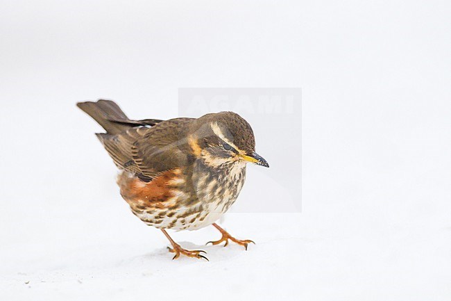 Redwing, Turdus iliacus sitting in the snow looking for food front image stock-image by Agami/Menno van Duijn,