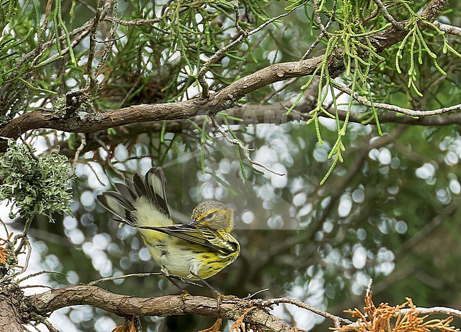 Cape May Warbler, Setophaga tigrina, during autumn migration on Bermuda. stock-image by Agami/Marc Guyt,
