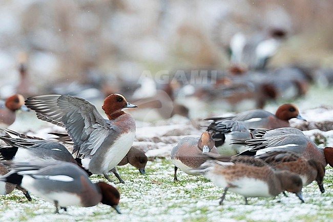 Eurasian Wigeon (Anas penelope) wintering in the Netherlands. stock-image by Agami/Marc Guyt,