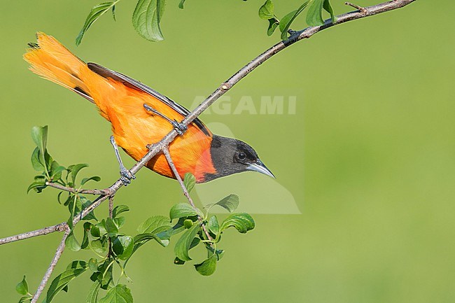 Baltimore Oriole (Icterus galbula) perched on a branch in Ontario, Canada. stock-image by Agami/Glenn Bartley,