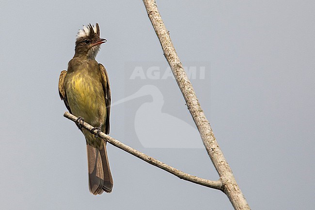 Mottle-backed Elaenia (Elaenia gigas) at Puerto Asis, Colombia. stock-image by Agami/Tom Friedel,