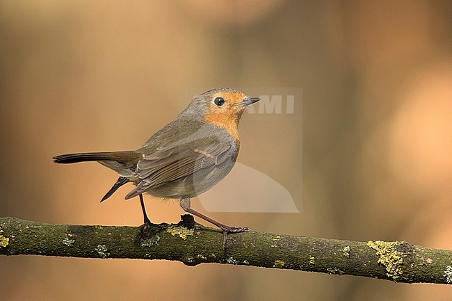roodborst zittend op tak in de zon ; European robin sitting on pearch in the sun; stock-image by Agami/Walter Soestbergen,
