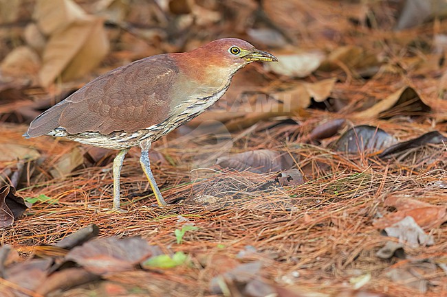 Japanese Night Heron (Gorsachius goisagi)  in its wintering ground in the Philippines stock-image by Agami/Dubi Shapiro,