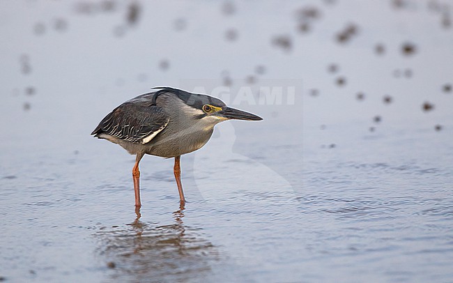 Little Heron (Butorides atricapilla), hunting a low tide in Laem Pak Bia, Thailand. stock-image by Agami/Helge Sorensen,