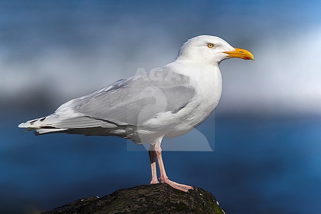 Adult hybrid Glaucous x Herring Gull on Iceland. Known as Viking Gull. stock-image by Agami/Daniele Occhiato,