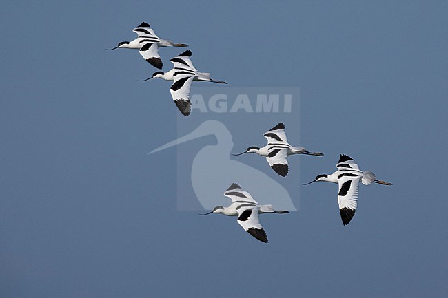 Pied Avocet (Recurvirostra avocetta), a flock in flight, Campania, Italy stock-image by Agami/Saverio Gatto,