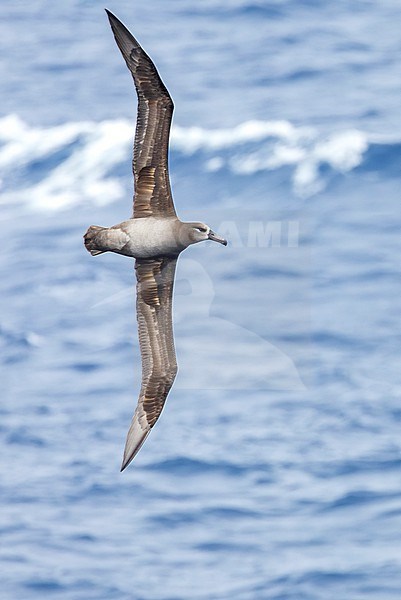 Black-footed Albatross (Phoebastria nigripes) at sea in the northern Pacific Ocean south of Japan. stock-image by Agami/Marc Guyt,