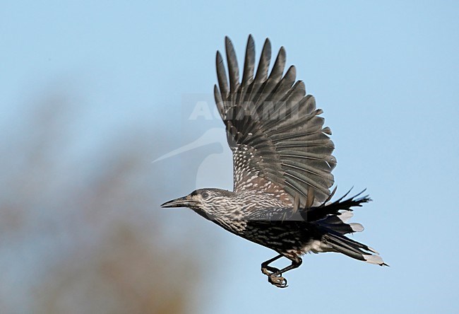 Notenkraker in de vlucht; Spotted Nutcracker in flight stock-image by Agami/Markus Varesvuo,