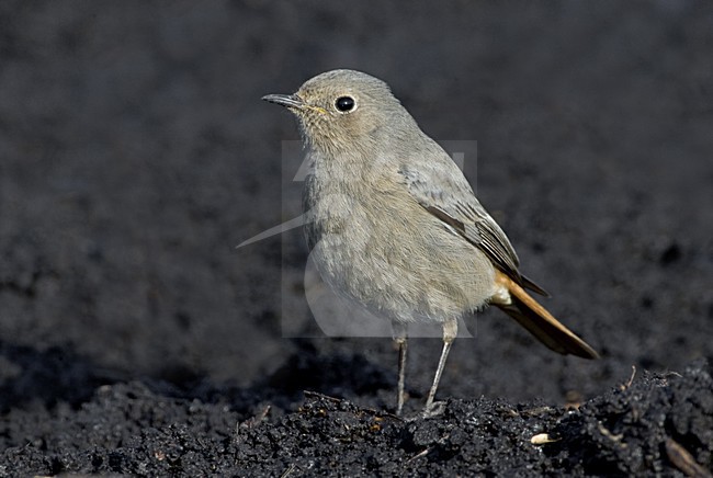 Black Redstart standing on the ground; Zwarte Roodstaart staand op de grond stock-image by Agami/Daniele Occhiato,